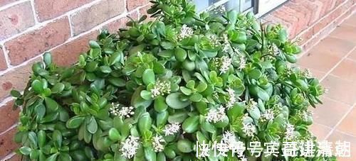 植物|养4种植物得会修剪，越舍得下狠手，植株就长得越旺开花越多