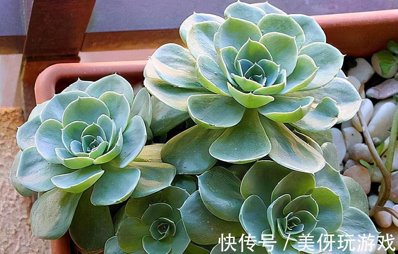 这5盆花养在家里,活氧杀菌,都是活生生的空气净化器