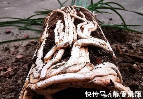 种植兰花为何不用土?原因其实很简单