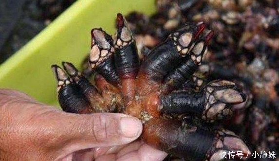 世界上的4种“顶级”海鲜,帝王蟹上榜,很多人叫不出图2的名字