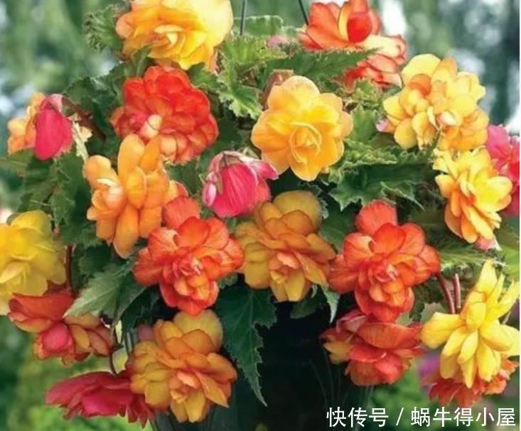 阳台养花就选4种,一开就是大半年,堪称开花机器,365天开不停