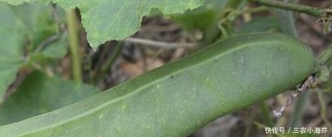 农村的稀罕蔬菜,好吃却没几个人懂做法,烂地里也没人采摘