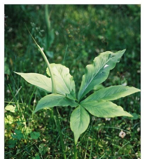 野草|这野草,农村常见,一斤却卖到了几百元,若再遇见,请重视