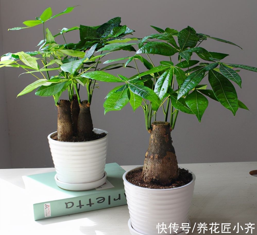 捡漏|秋季适合去花市“捡漏”，碰到4种花，用点小方法，很快就爆盆