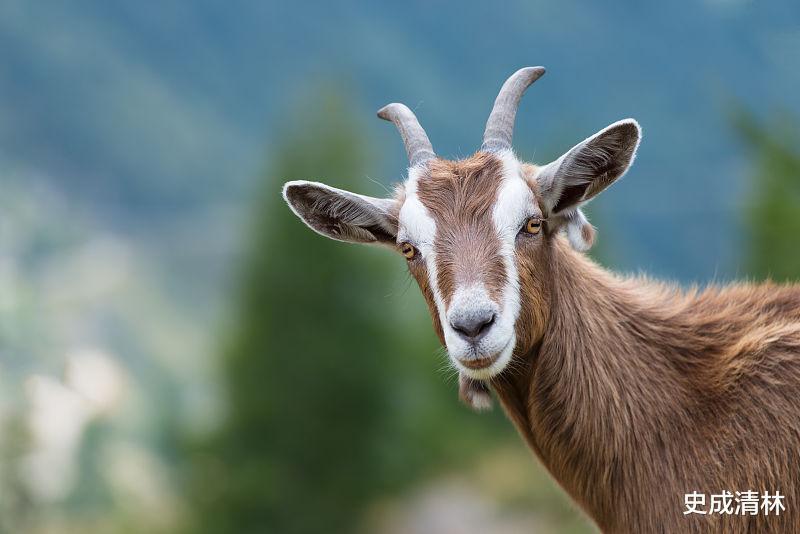 双喜临|生肖羊人,9月双喜临门,大富大贵,升官发财