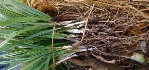 药酒|乡下的野草，泡水泡酒都行，堪称男人的“宝”，60岁老汉重回年轻