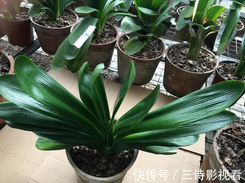 养护|君子兰有点“怪”，喝上这种水，变成“开花机器”，特别漂亮