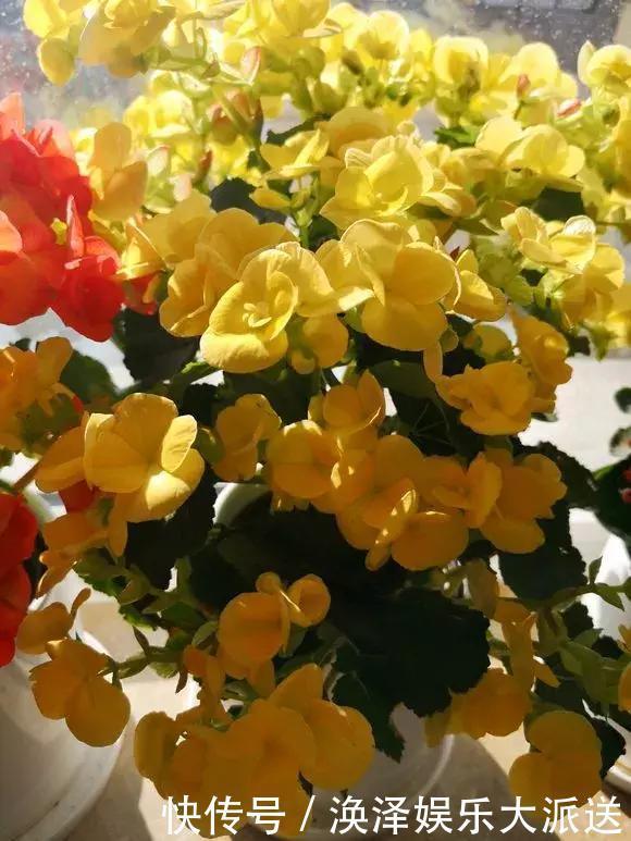 种花|3种花人称“夏必死”,买一盆死一盆,新手小白别忽视