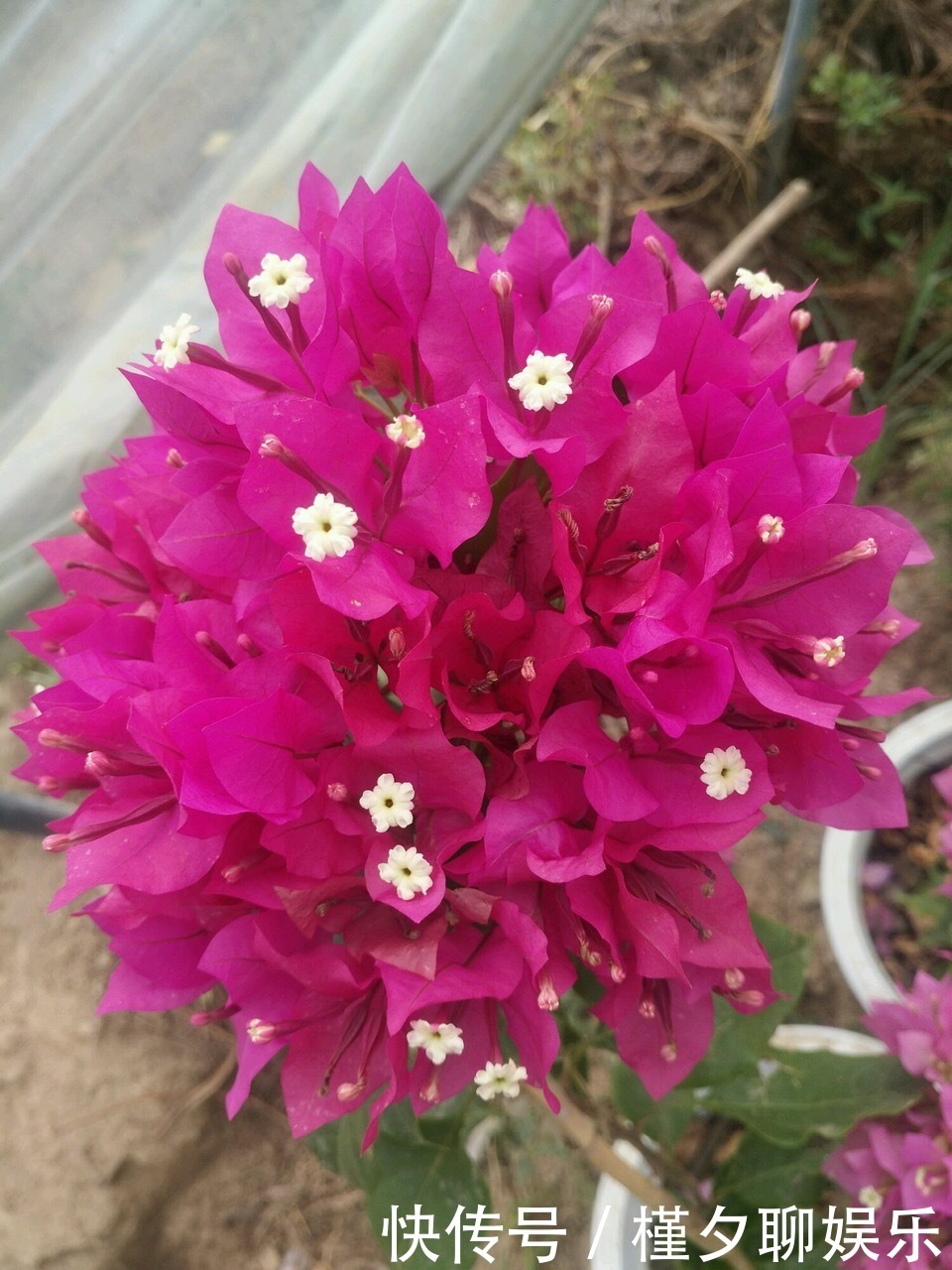 烂根|秋天养花,切忌“乱施肥”,4个“错误”要避免,要不谁也养不活