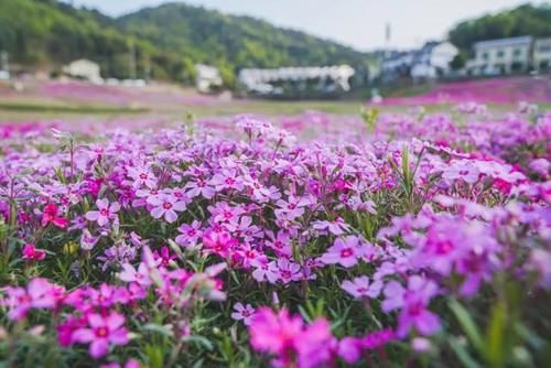 长沙的这些赏花秘境 你知道吗？|韵味湖南 | a2921