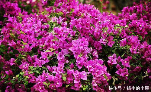 茉莉花|4种花现在养一盆正当时,个个开成大花球,耐热耐晒颜值高