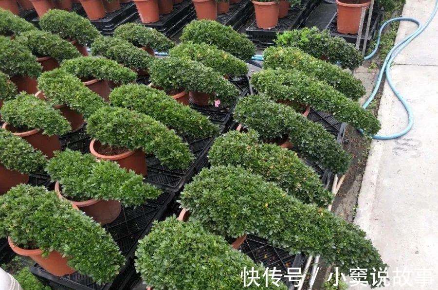 杜鹃|金枝玉叶不能长太高,越矮越值钱,一长高就砍!