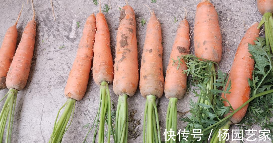 种植|立秋后，种上几样健康蔬菜，秋冬季节天天吃新鲜菜