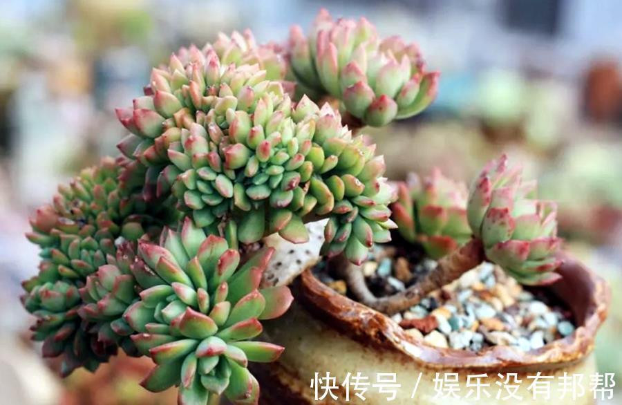 突发状况|多肉的几大突发状况，别担心，这样处理就好