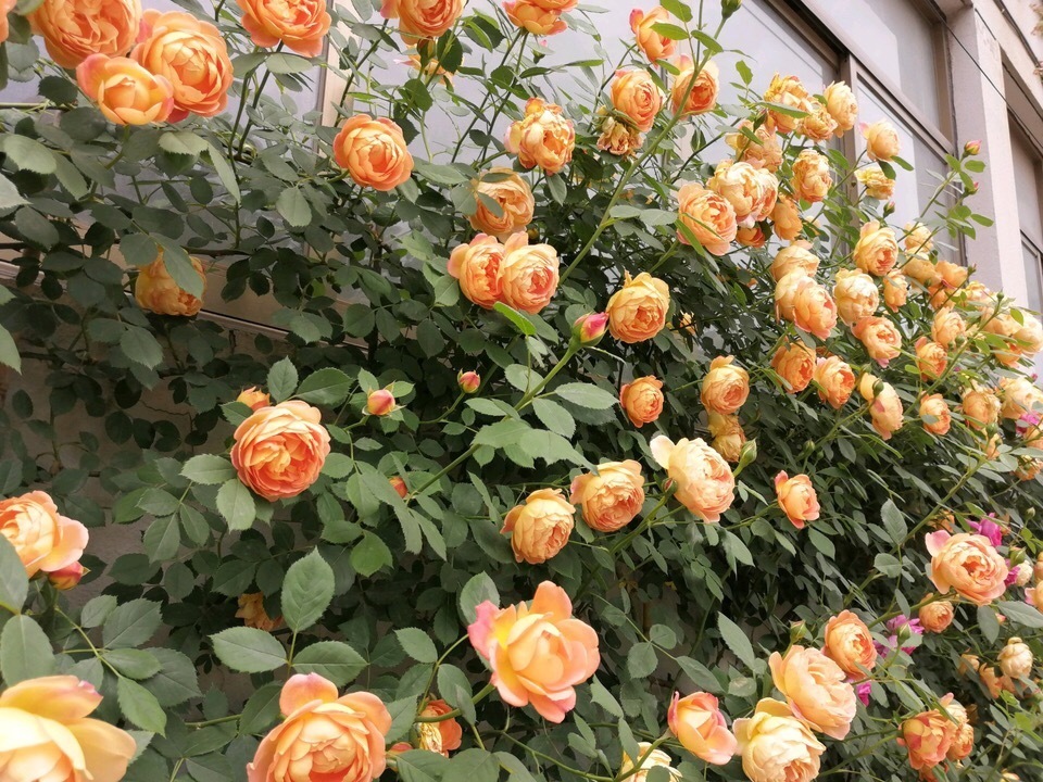 养三角梅、月季花,学会“催花”,开花一年比一年多,花期更长