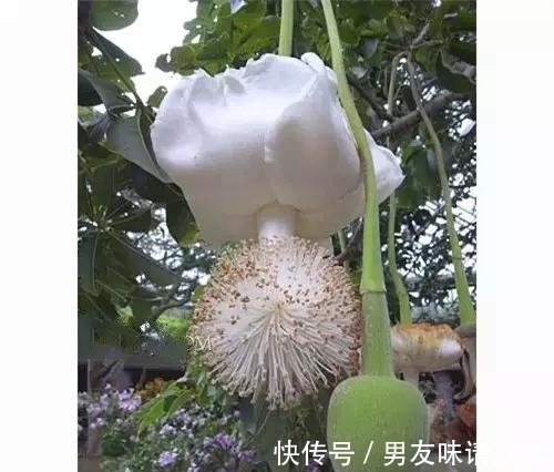 木兰树|奇花、奇花、奇花、罕见奇花，赶快打开欣赏吧