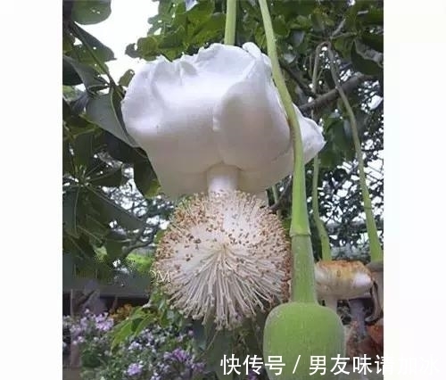 奇花、奇花、奇花、罕见奇花,赶快打开欣赏吧