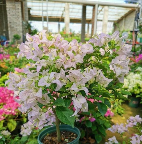 春天的三角梅,“这些操作”赶紧做,夏季枝叶更茂密,开花更多