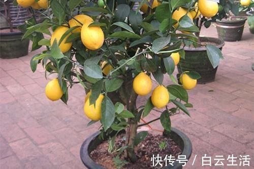 冬天在家养这5种花,“空气”更干净,雾霾天也不怕