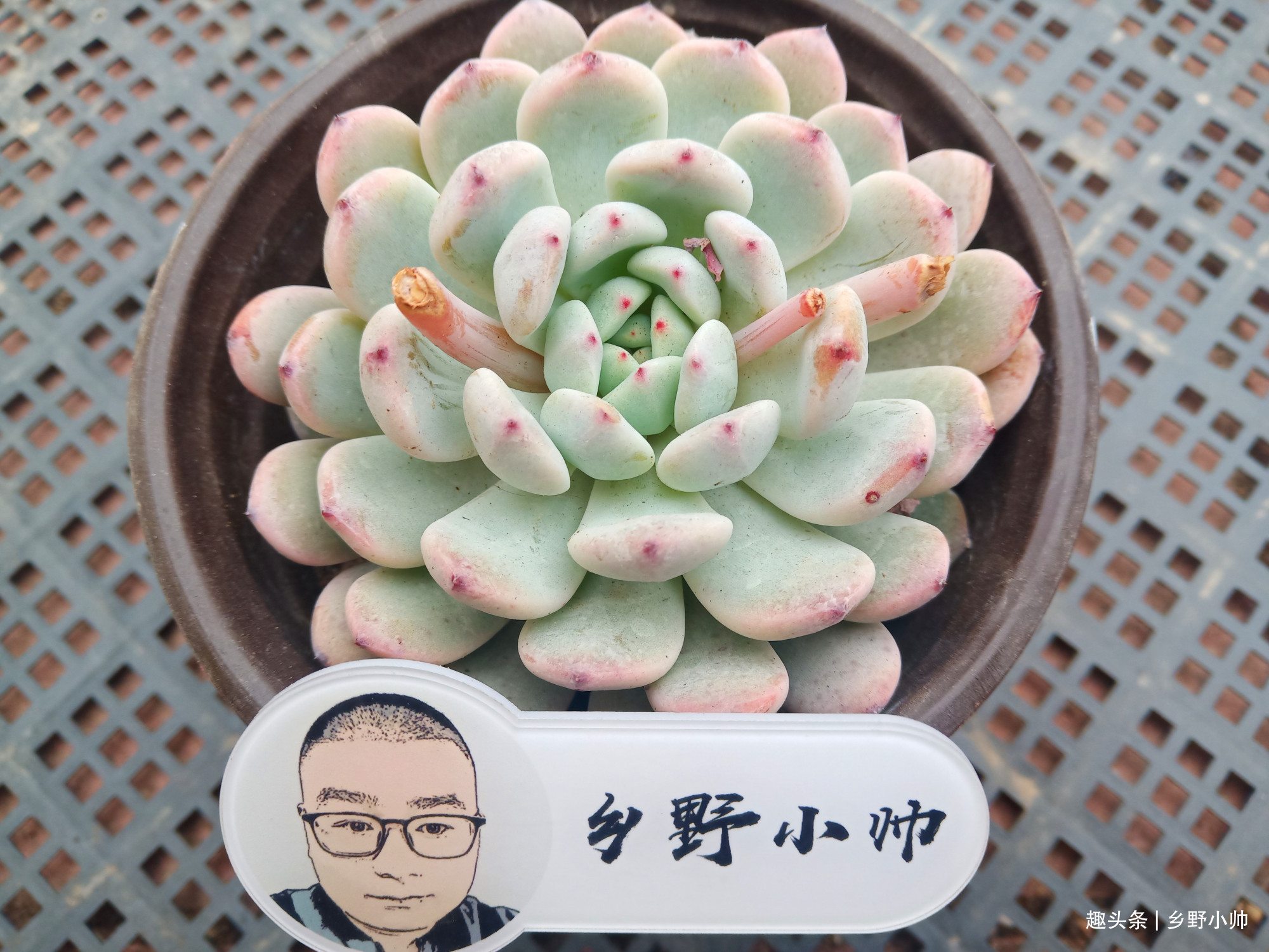 长大|想要多肉长大，注意不要做这几点，肉肉不仅大状态也美