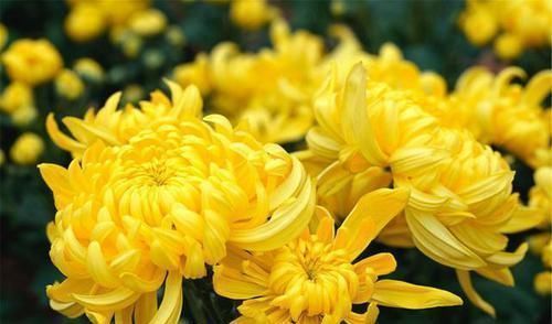 金银花|肝不好的人,记住多喝3水,少吃1物,肝病会悄悄溜走