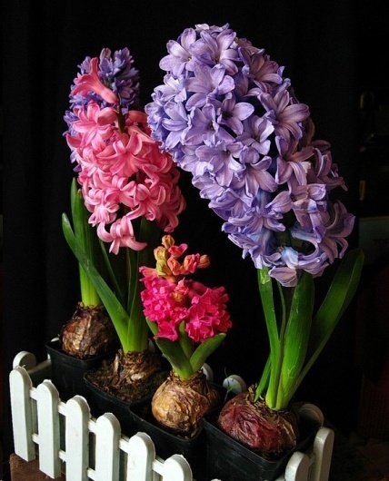 风信子|这18种超级好养的植物,养花新手也能养的很好!