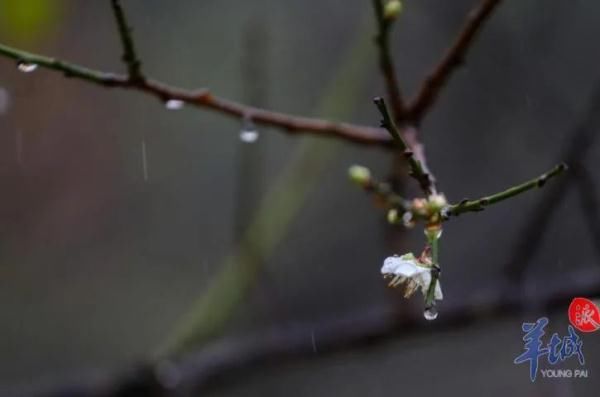 初花期|今日冬至，广州此处可赏“雪”！