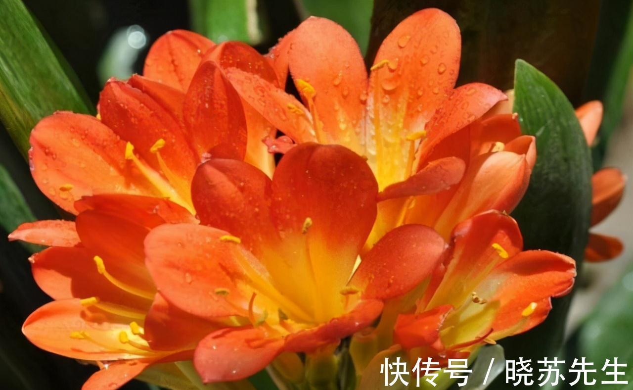 养了几年的君子兰不开花，还黄叶，其实简单，用上它花开叶绿