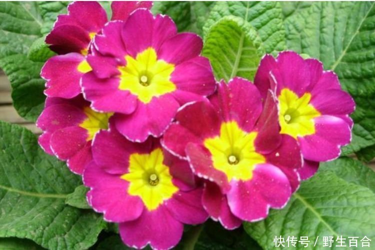 适合养的花,好活易爆盆,花叶俱美,养盆放阳台美极了