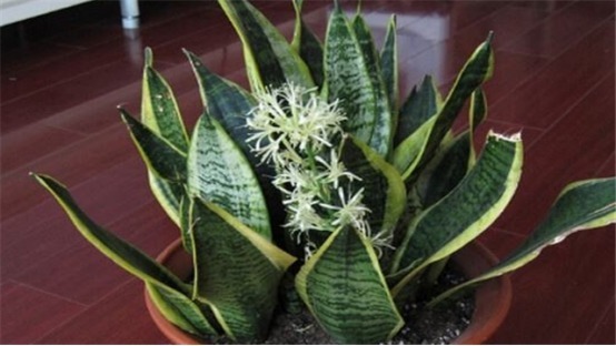 3种摘片叶子就能活的花,懒人最爱,俩个月就爆盆!