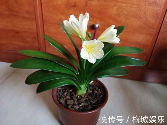 三分钟带您了解君子兰的养护技巧,君子兰开花就这么简单