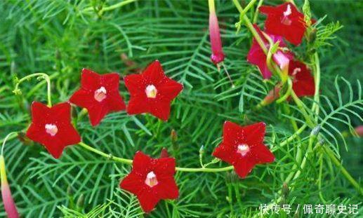 柑橘|开花最香的4种花,家里养一盆,随便一养成花海