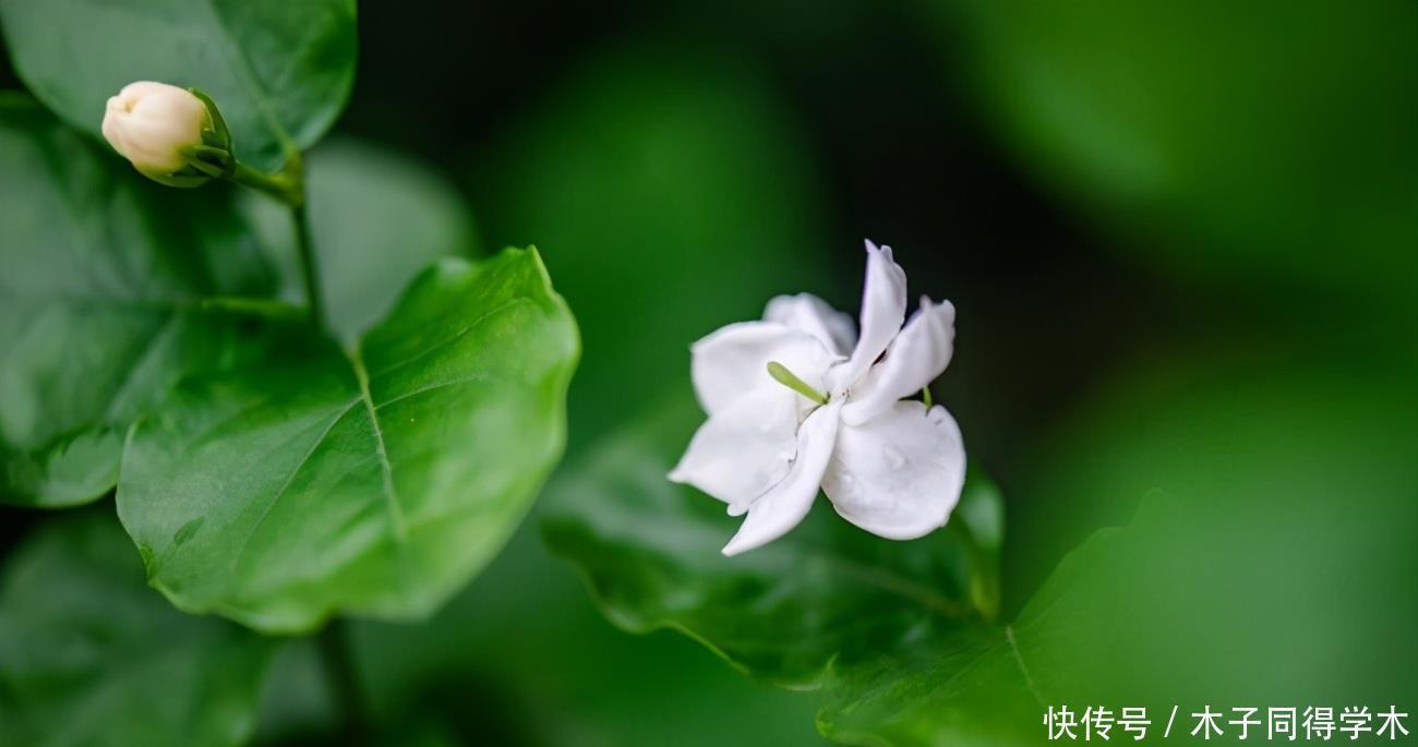 修剪|茉莉花开花时间短，可能是少了这一步，做好了能一直开花到十月