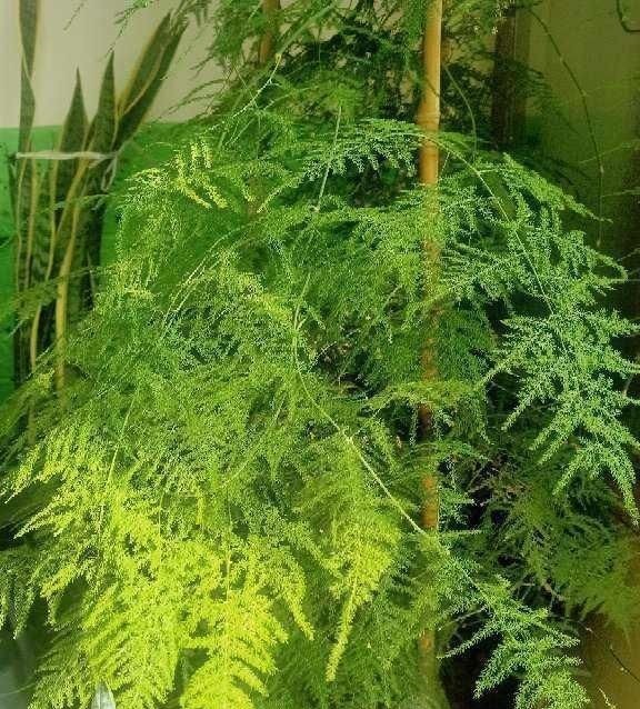 这种“养人”花,窗台客厅摆一盆,干干净净又杀菌