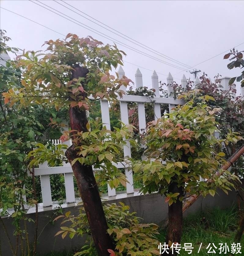 美味|农村这种植物,含有天然的黑色素,可将米饭染成黑色,果实很美味