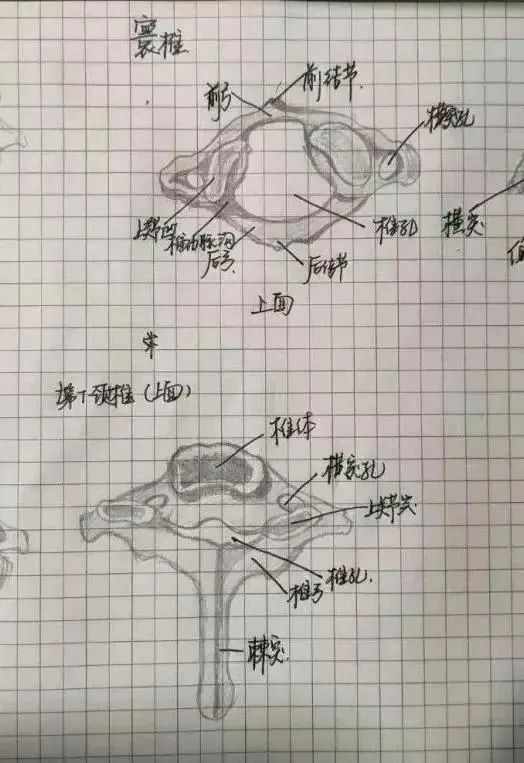 浙江日报&绝了！浙江一大学老师手绘的人体解剖图如艺术品