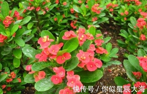 浇水|3种懒人花,虽其貌不扬,但养起来真省心,少浇水挤一挤长得旺!