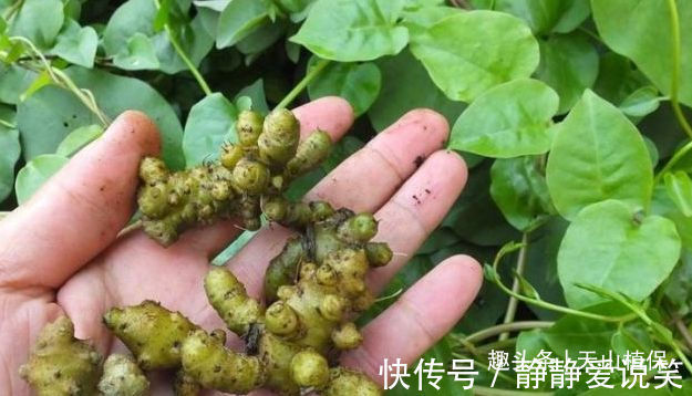 小年药|此野草生果实很珍贵,晒干后能卖到300元一斤,你对它了解多少