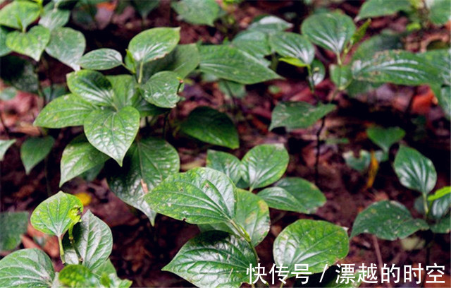 叶子|农村有种繁殖能力很强的叶子，没想到还可以和肉一起吃！