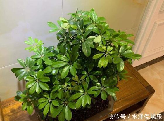 新手上花市挑花,别犹豫!盆栽这2款,生命力旺盛又能净化空气