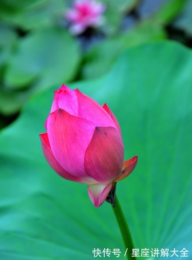 吉星|进入10月，吉星照耀，4属相桃花朵朵开，贵人相助，生活美满幸福