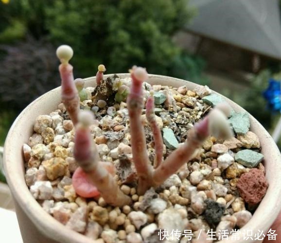 桃蛋度夏不当,可能只剩下光杆,夏季几点不能忽略哦!