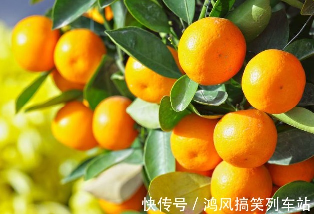 食用|可以食用的9种花草,最好在卧室放一盆,不但好看还好吃