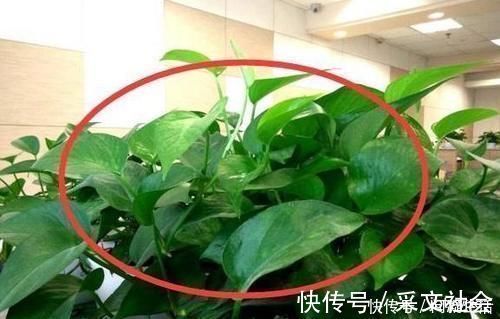 芦荟|为什么有钱人家里都养这3种花听老师傅一说,才知作用这么大
