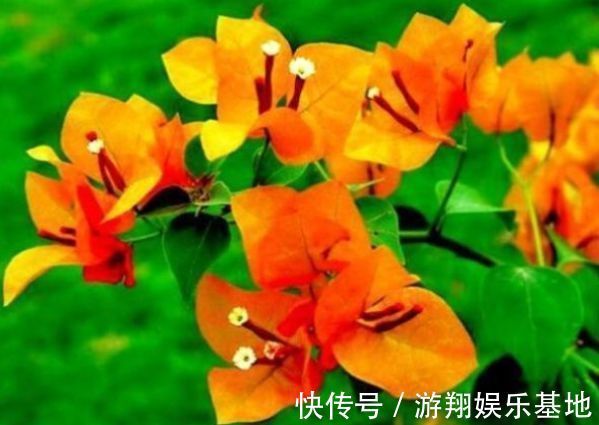 花海|喜欢三角梅,首选“精品”柠檬黄三角梅,花开爆盆,庭院变花海