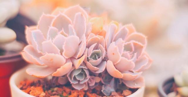 翻倍|徒长的多肉植物是个宝,别嫌弃,用上3个小方法,身价翻倍