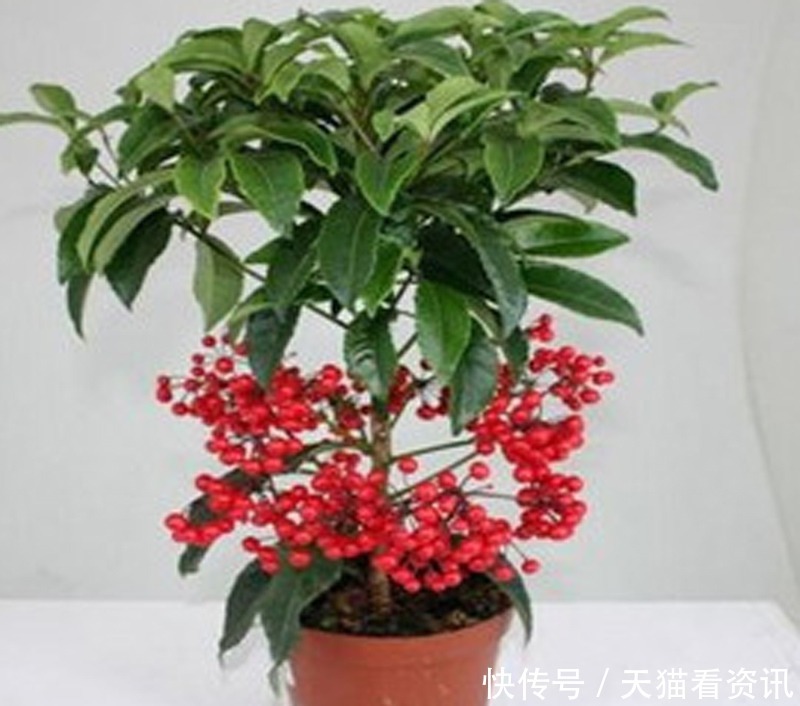 高雅|喜欢上养护漂亮迷人的花卉,就可以选择“高雅多姿”的3种花卉