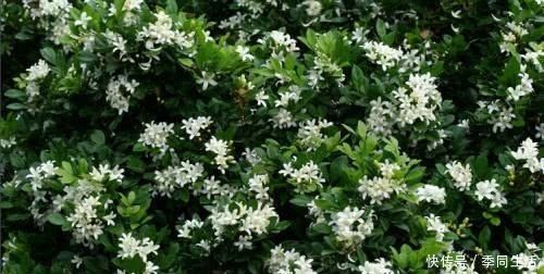 此花香味“超”桂花,花开200天以上,“沾土”就能活,比茉莉花还好闻