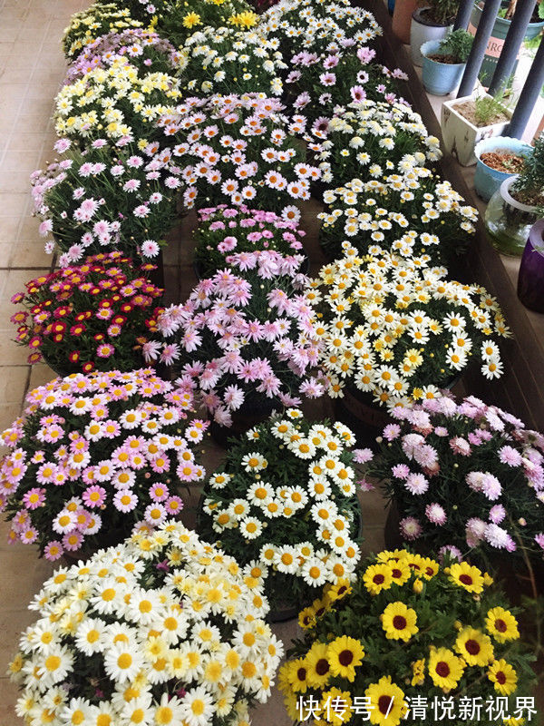 法兰西菊|喜欢养玫瑰,就养盆“玫瑰精品”粉和平玫瑰,雍容华贵,色彩艳丽