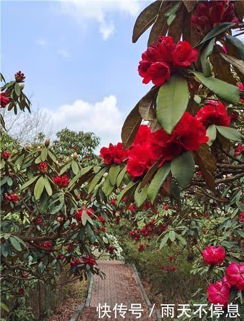 杜鹃花王景区：杜鹃花开映山红 醉美春色藏山中